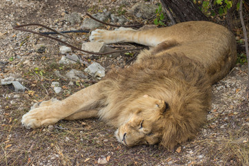 Close-up portrait of a lion
