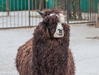 cute lama alpaca animal closeup portrait