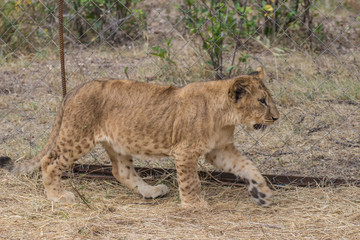 Photos of Africa, Lion cub
