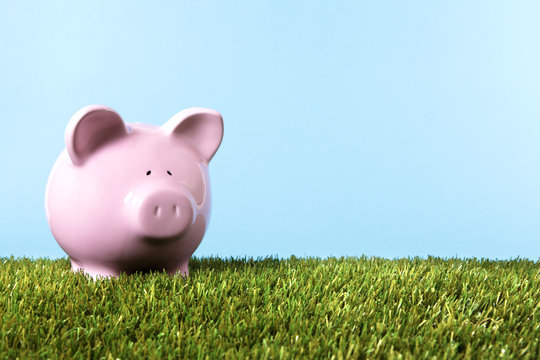 Piggy Bank in green meadow