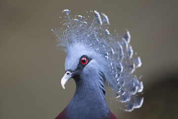 New Guinea victoria crowned pigeon (Goura victoria)