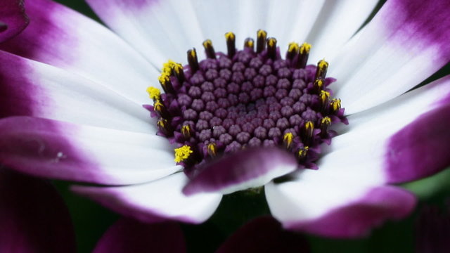zinnerarie macro timelapse