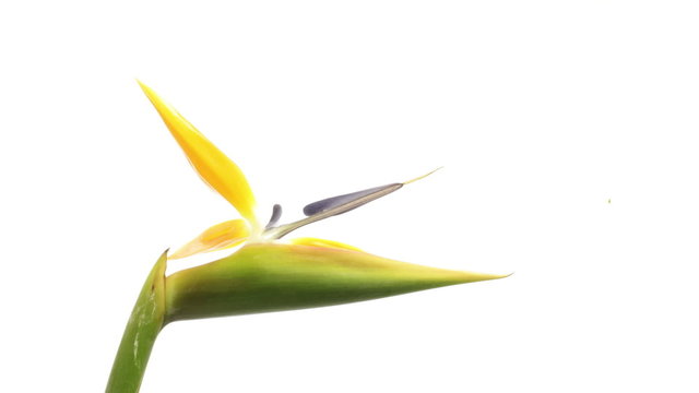 bird of paradise flower strelitzia isolated timelapse