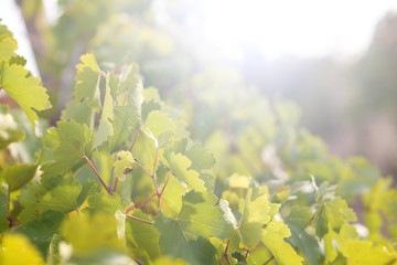 Grape leaves with sun rays