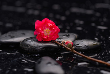 Obraz na płótnie Canvas Branch red sakura flowers with therapy stones