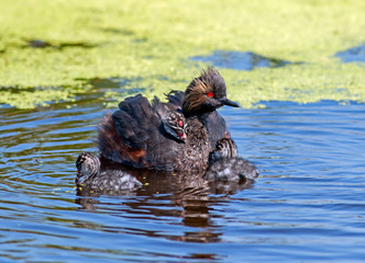 Eared Grebe and chicks