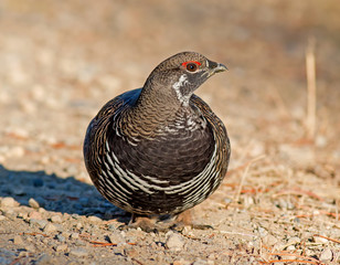 Spruce Grouse