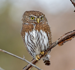Northern Pygmy-Owl