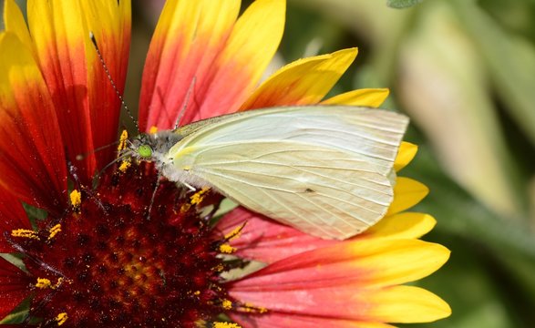 Common green-eyed white butterfly on a daisy