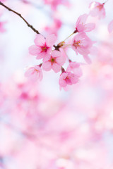 満開の陽光桜