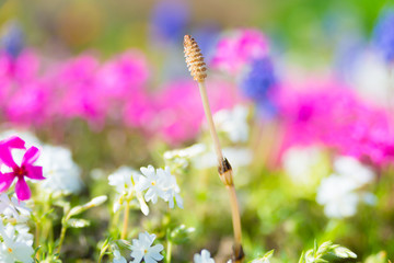 花々に囲まれるつくし