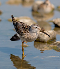 Stilt Sandpiper