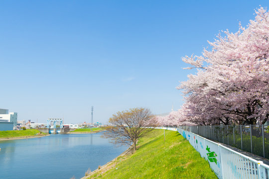 新芝川沿いのワシントン桜の並木道