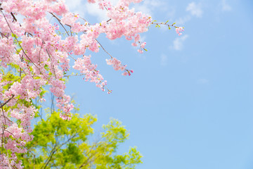 満開の八重紅枝垂と青空