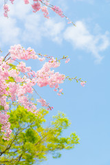 満開の八重紅枝垂と青空