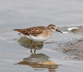 Least Sandpiper
