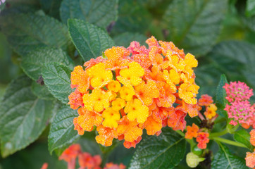 lantana camara flowers