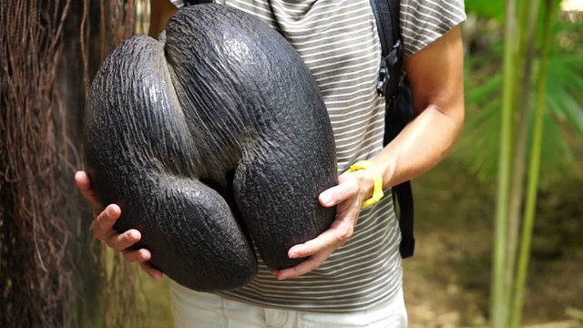 huge coco de mer