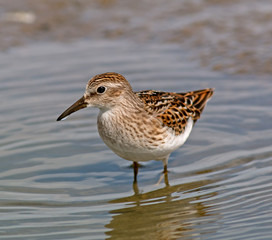 Least Sandpiper