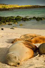 Cute sea lions sleeping in La Loberia beach, San Cristobal