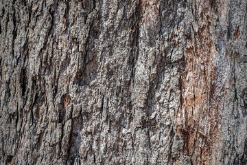 Tree bark texture