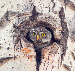Northern Pygmy-Owl