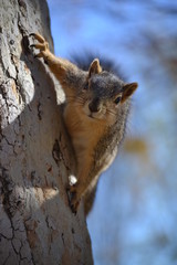 Naklejka na ściany i meble Squirrel on Tree
