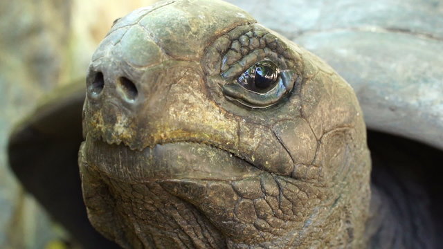 face of Aldabra giant tortoise