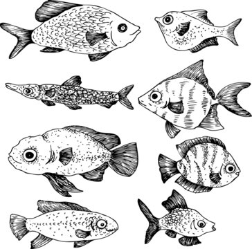 Ink drawing fishes