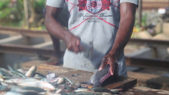 HIKKADUWA, SRI LANKA - FEBRUARY 2014: Man cutting and cleaning fish at Hikkaduwa market. Hikkaduwa Sunday market is known for its wide range of fresh produce. 