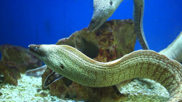 Group of moray eels swimming in aquarium