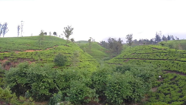 ELLA, SRI LANKA - MARCH 2014: Tourists enjoying train ride through Sri Lankan tea plantation foothills