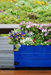 Flowers put on a blue container in the rain.