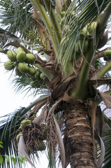 tree coconut juice plant environment concept