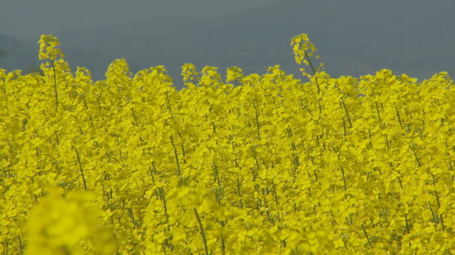 rapefield in the wind