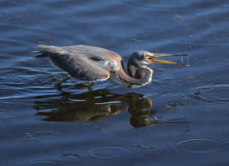 Tricolored heron catching a fish.