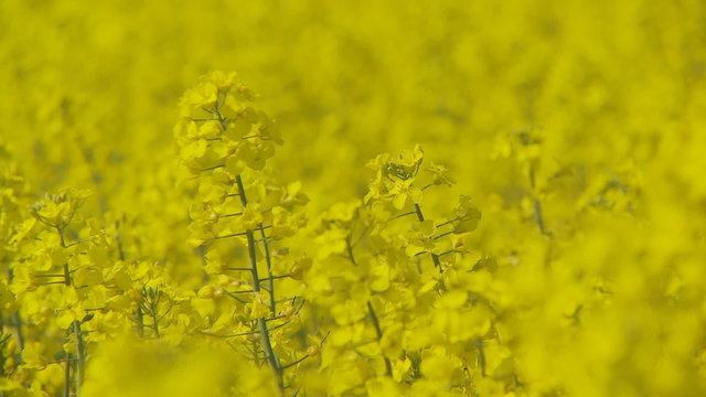 colorful rapefield close selective focus