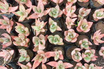 Array of baby aloes in pots