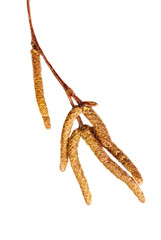 birch catkins buds  isolated on white