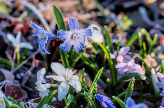 Chionodoxa 01