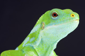 Fiji banded iguana (Brachylophus fasciatus)