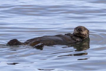 Fototapeta premium Sea otter floating on his back in the waters of the Pacific Ocea