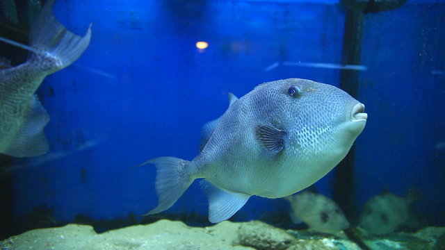 Trigger fish in aquarium