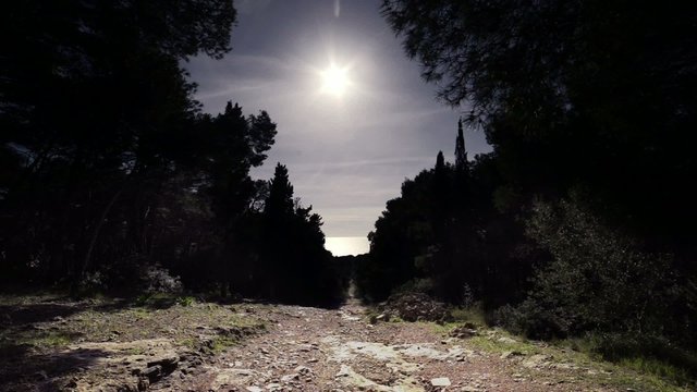 Strada con vista nella pineta
