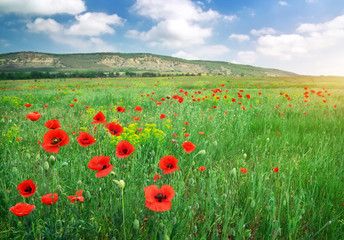 Beautiful Landscape. Field with red poppies.