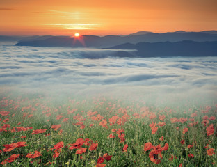 Field of blossom poppys in the foggy mountains at spring sunrise