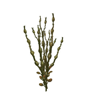 Ascophyllum