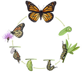 Monarch butterfly life cycle - obrazy, fototapety, plakaty
