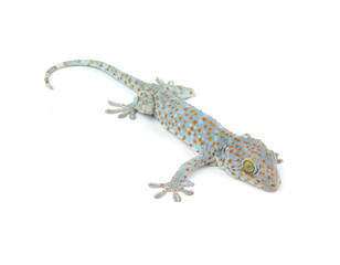 Tokay Gecko