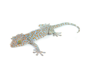 Tokay Gecko